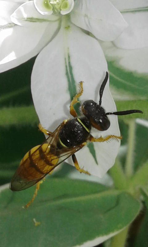 Crabronidae : femmina di Philanthus triangulus? S, ma triangulum!